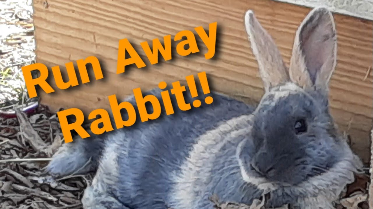 My Rabbit Escaped. Will It Come Back?? | How To Catch A Rabbit