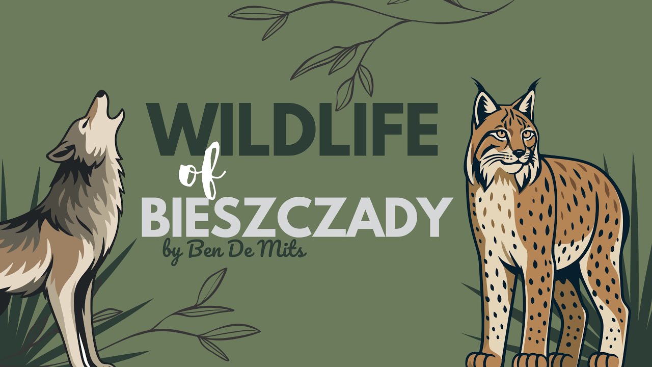 The yellowstone of Europe - the Bieszczady mountains