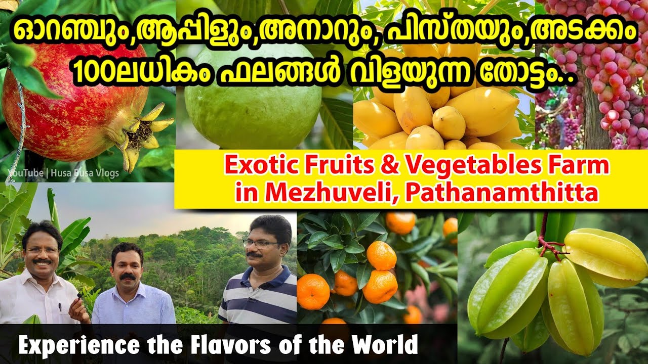 ഓറഞ്ചും,ആപ്പിളും,മുന്തിരിയും,പിസ്തയും,അടക്കമുള്ള No.1 തോട്ടം Exotic Fruits & Vegetables in Mezhuveli
