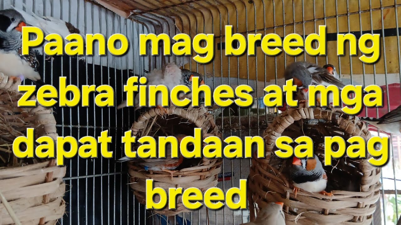 PAANO MAG BREED NG ZEBRA FINCHES (Mga dapat tandaan sa pag BREED nang FINCHES) #highlights #birds