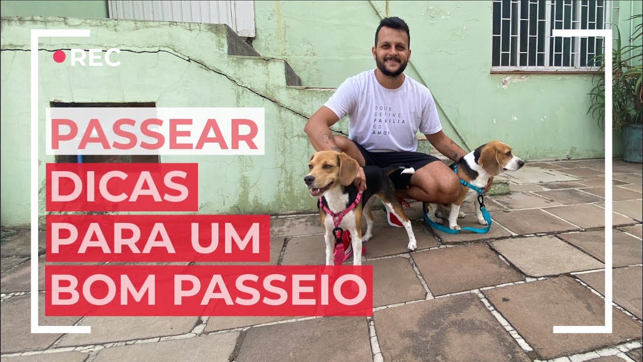 Dicas para passear com seu cachorro beagle sem puxar a coleira