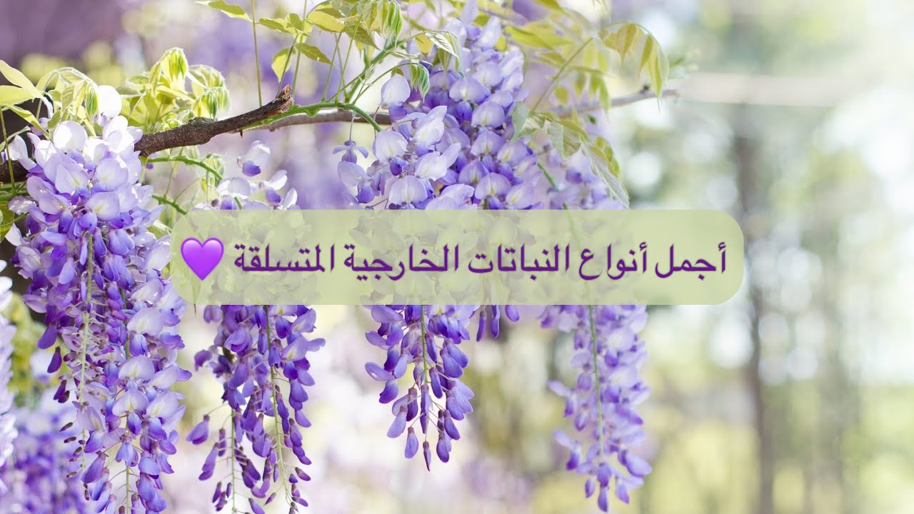 أجمل عشرين نوعاً من نباتات الزينة المزهرة المتسلقة | أشهر أنواع النباتات الخارجية المتسلقة في العالم
