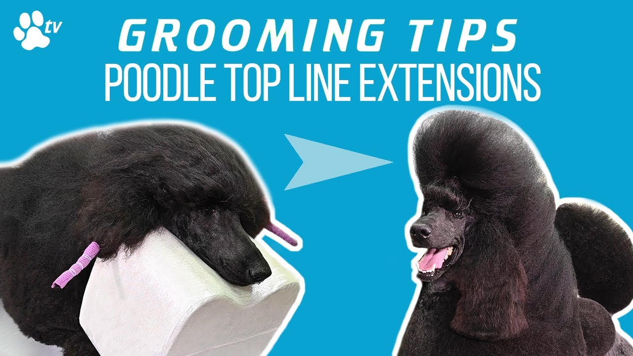 Poodle Top Line Extensions | Grooming Tips - TRANSGROOM