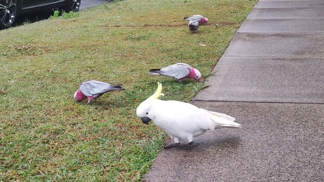#桃紅鸚鵡 #GalahCockatoo