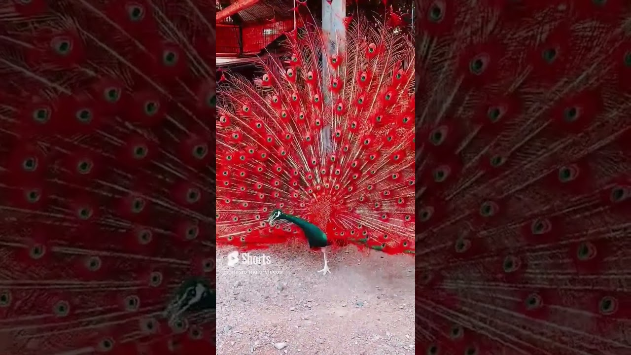 #Peacock #pfau