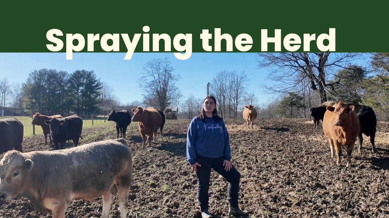 Lice Treatment on the Farm + A Muddy Boot Mishap