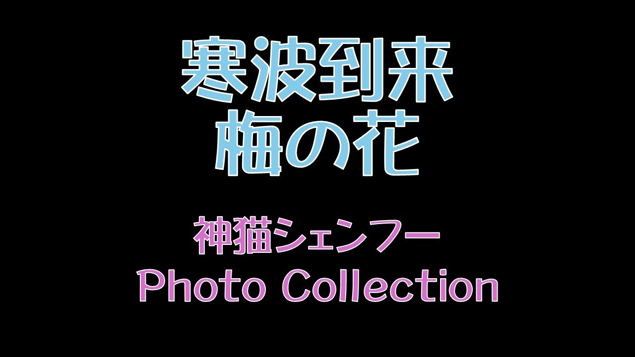 寒波到来　梅の花　神猫シェンフー　Photo Collection