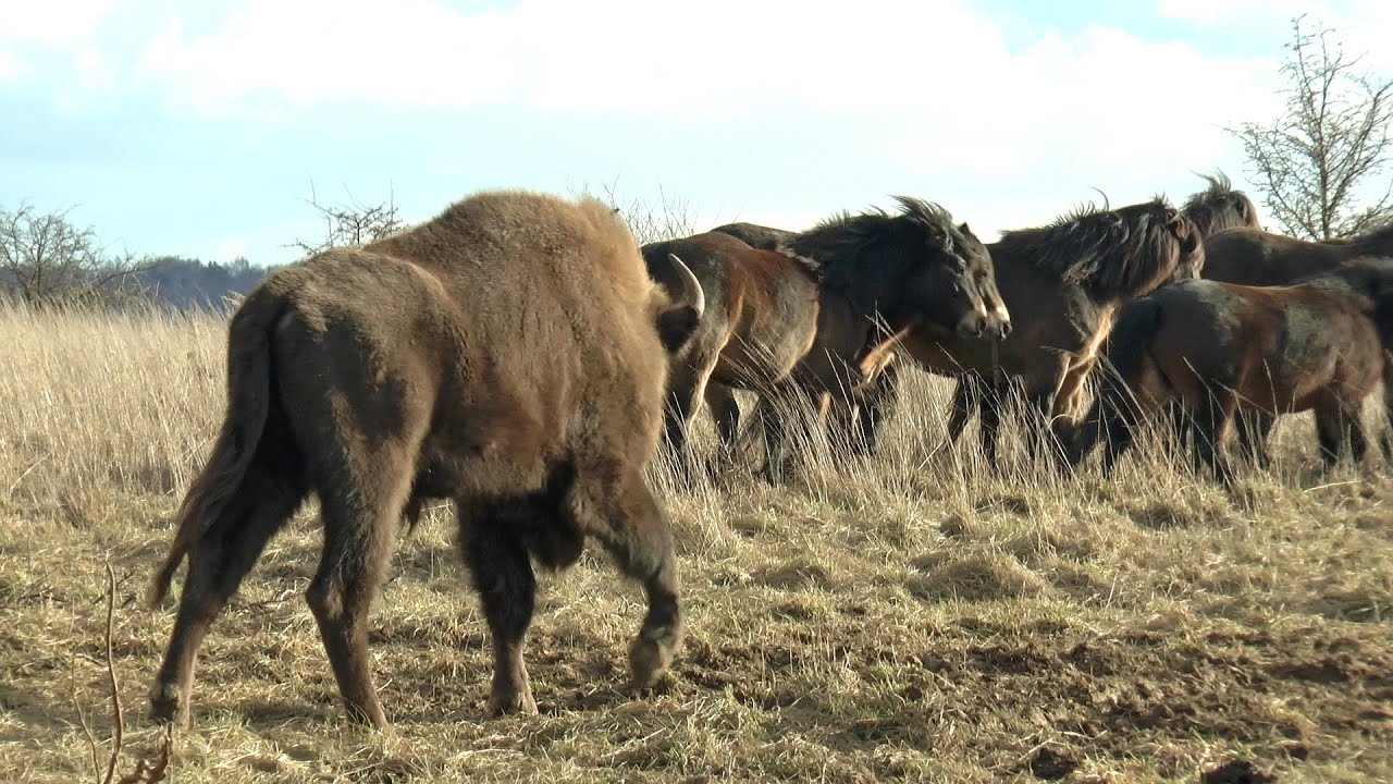 Rückkher der Wisente und Wildpferde