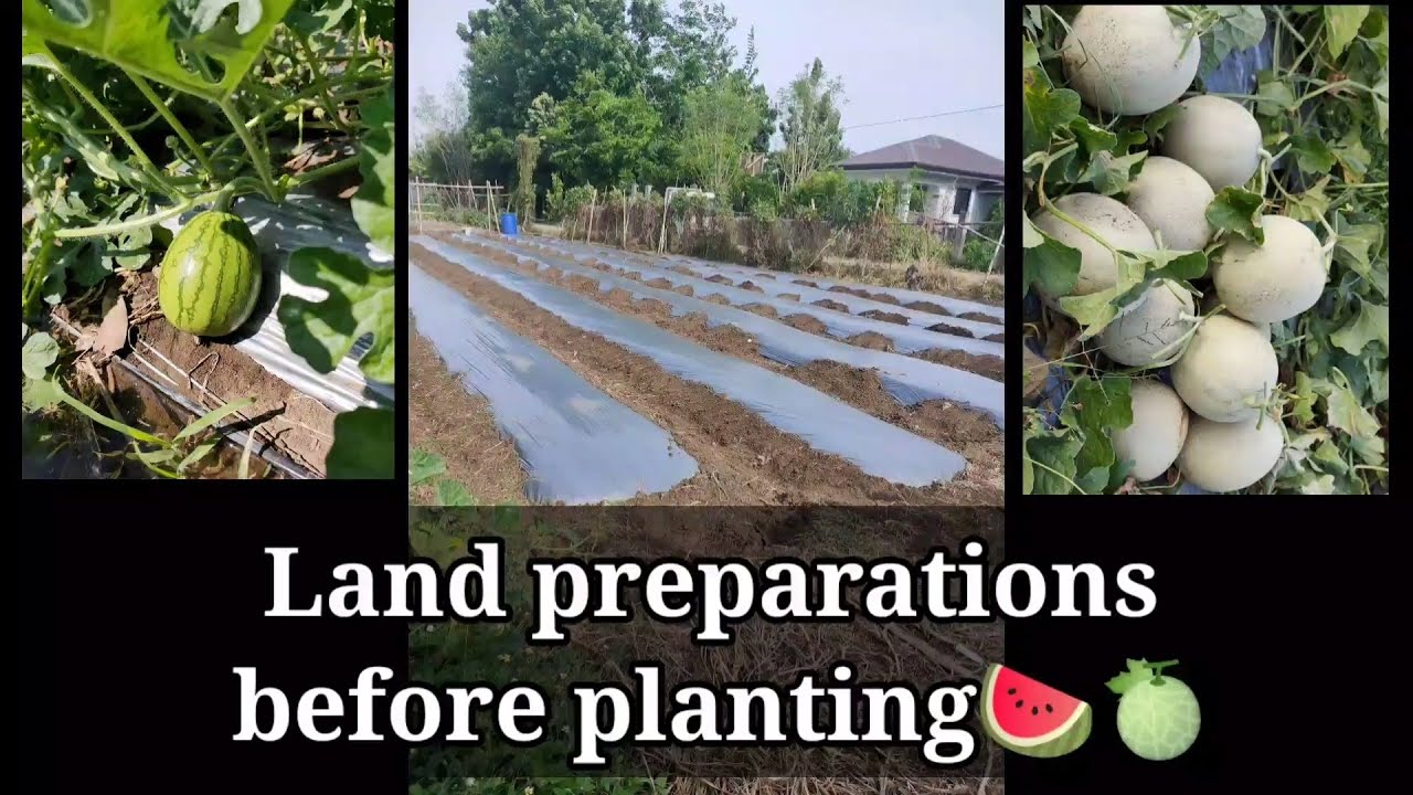 Pakwan Farming and Sweet Melon | Farm Boy