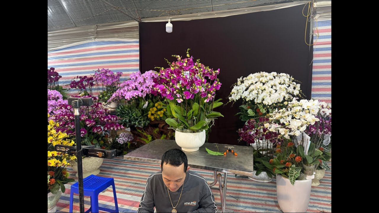 1/2 HỒ ĐIỆP TẾT