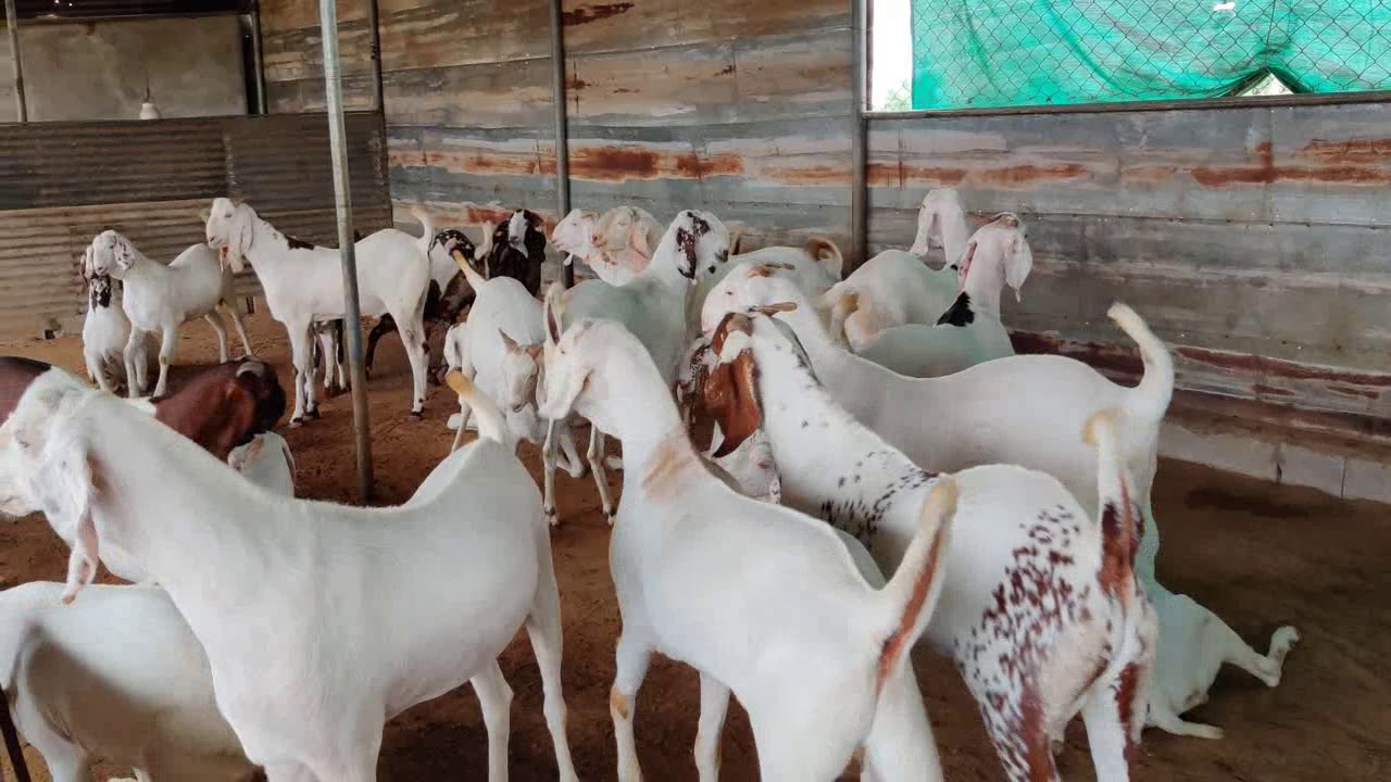 Sojat Khasi Bakra for Eid