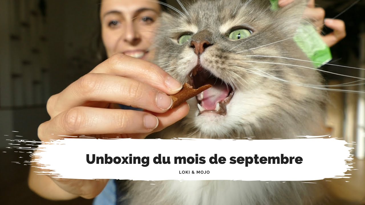 Unboxing du mois de septembre : Zooplus et Matoobox - Loki & Mojo