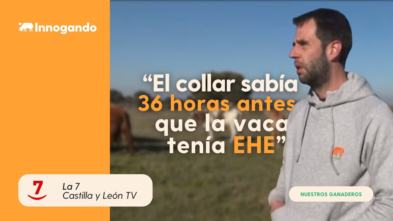𝗖𝗼𝗹𝗹𝗮𝗿𝗲𝘀 𝗶𝗻𝘁𝗲𝗹𝗶𝗴𝗲𝗻𝘁𝗲𝘀 para vacas 𝗰𝗼𝗻𝘁𝗿𝗮 𝗹𝗮 𝗘𝗛𝗘 en Zamora | Rumi, el smartwatch para vacas 🐮🧡