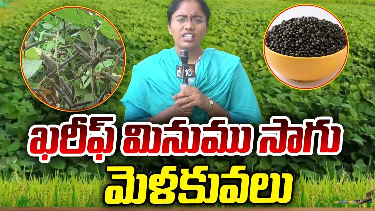 Techniques in Kharif Black Gram Cultivation | ఖరీఫ్ మినుము సాగు - మెళకువలు | Matti Manishi |10TVAgri