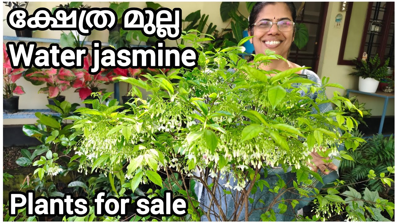 Water jasmine | ക്ഷേത്ര മുല്ല | plants for sale 