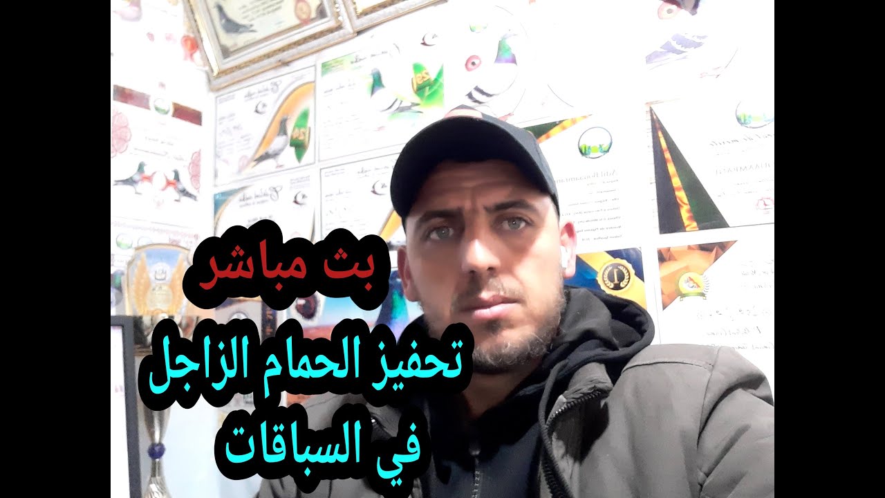 تحفيز الحمام الزاجل في السباقات ( بث مباشر )