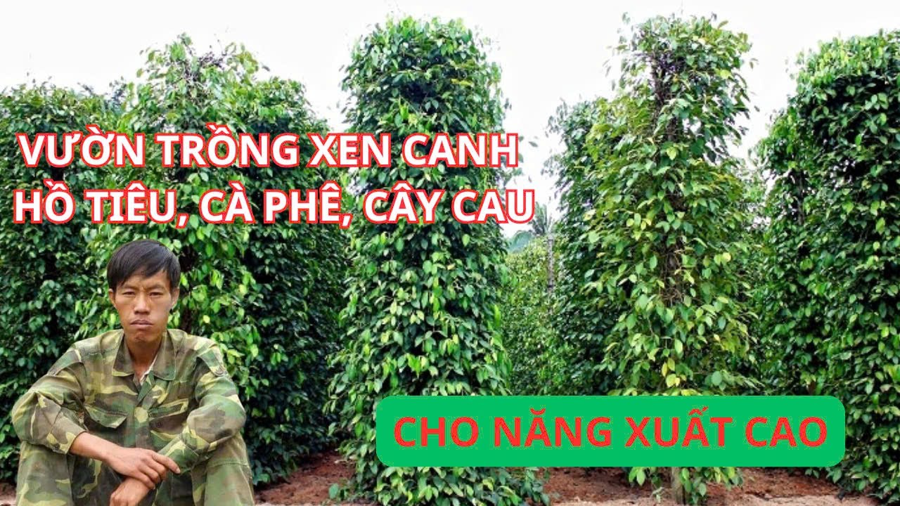 vườn trồng xen canh cây tiêu cafe và cây  cau
