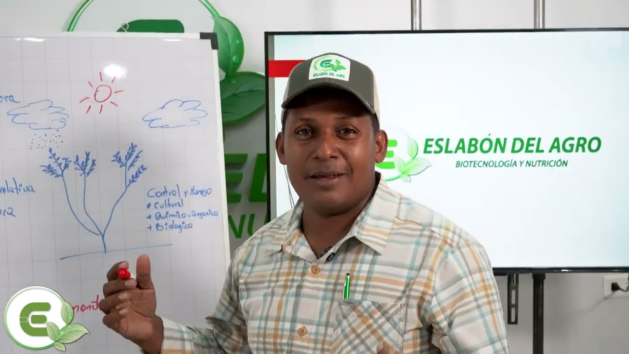 Phytophthora en el cultivo de cacao