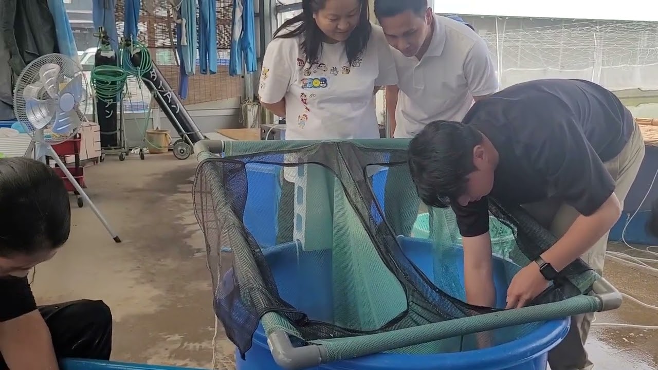 Endlich - zurück in Japan auf der Dainichi Koi Farm, Niigata