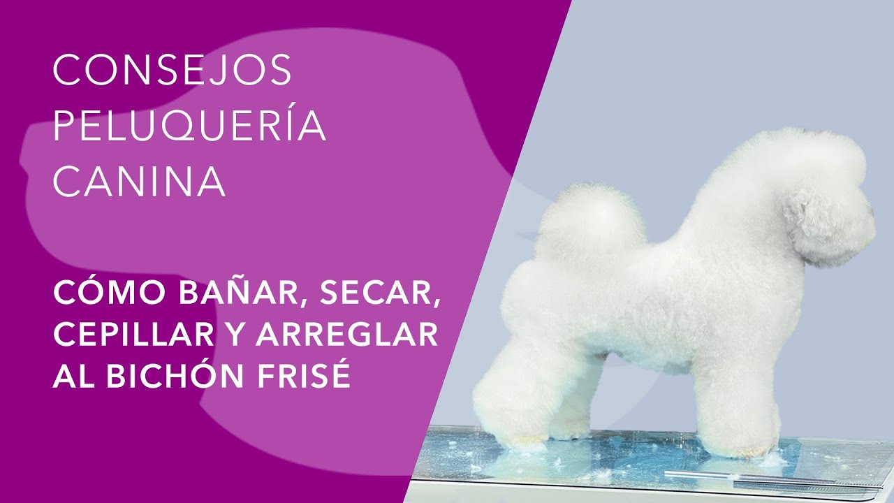 PELUQUERÍA CANINA DEL BICHÓN FRISÉ CON REGINA, DE REGINA BICHON