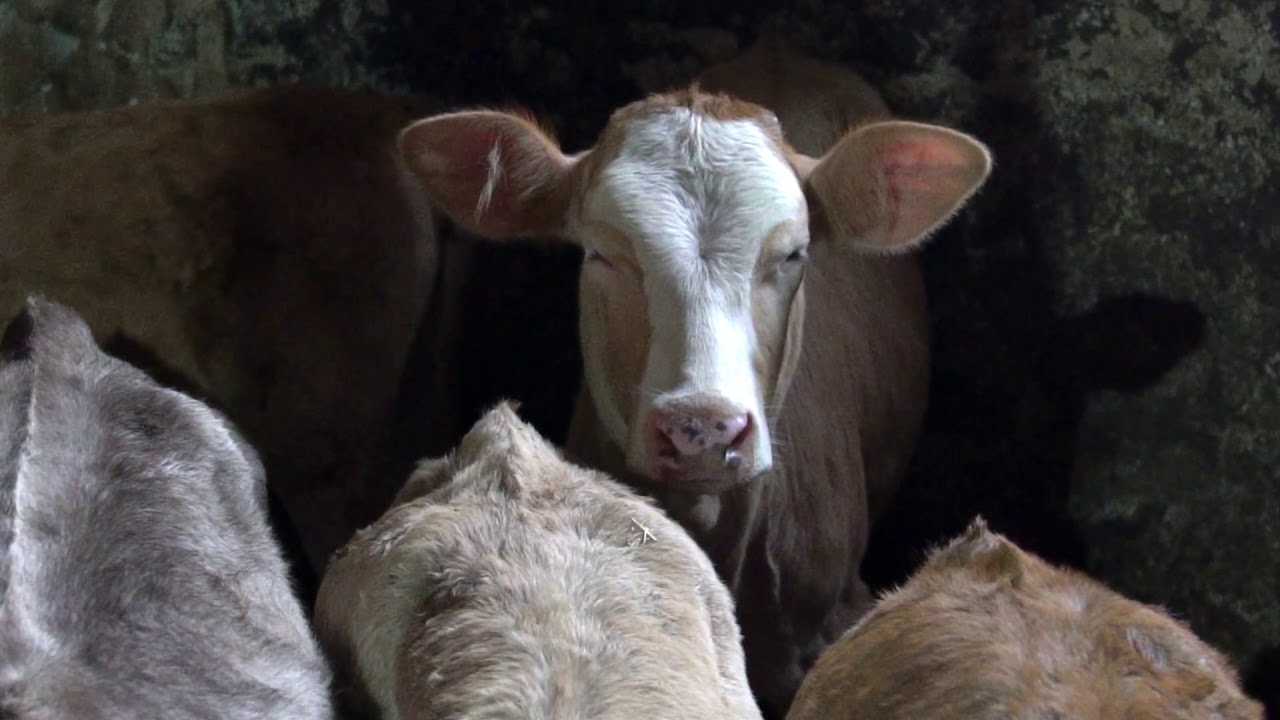 Tortum - Şenyurt Köyü ( Kiska )#belgesel #documentary #evdekaltürkiye #stayathome