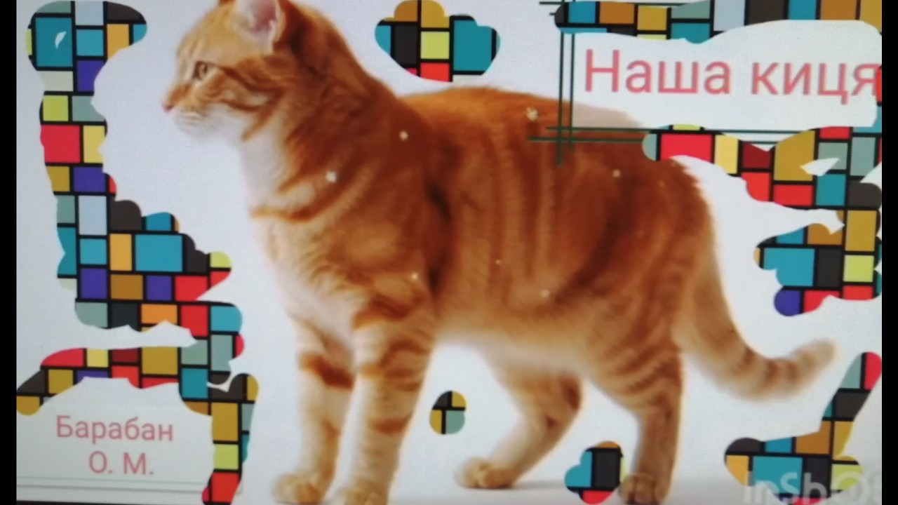 Наша киця