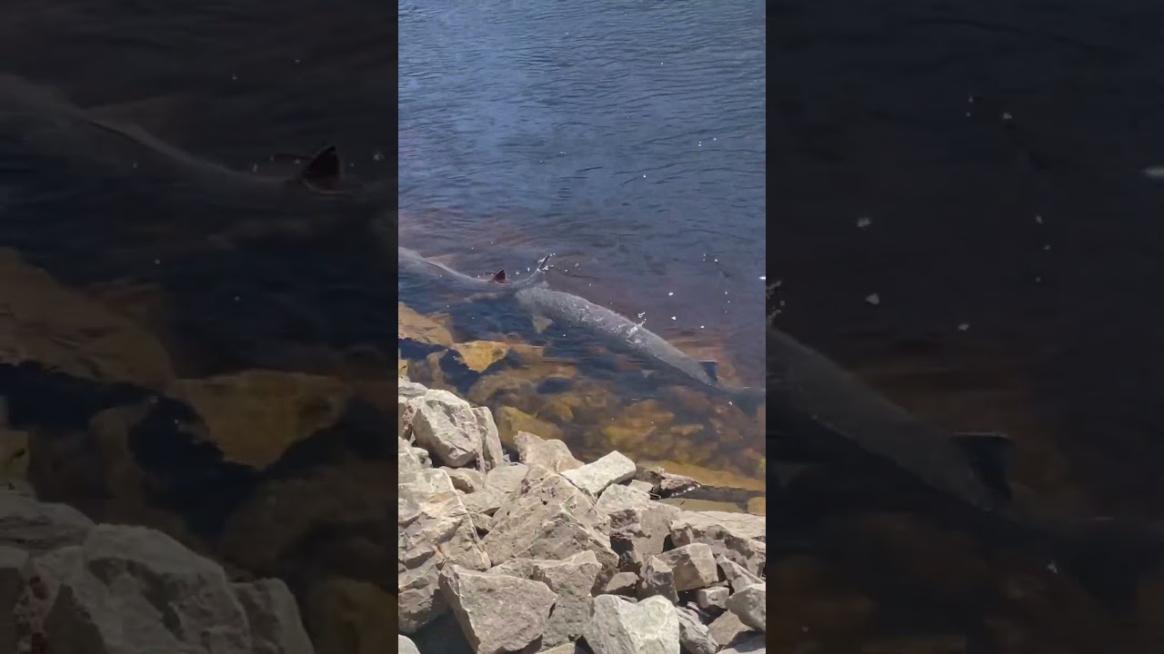 Huge Sturgeon spawning !! #outdoors #sturgeon #fishing
