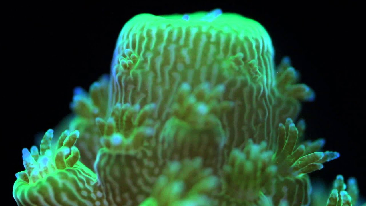 Granular Ferric Oxide (GFO) for Reef Aquariums