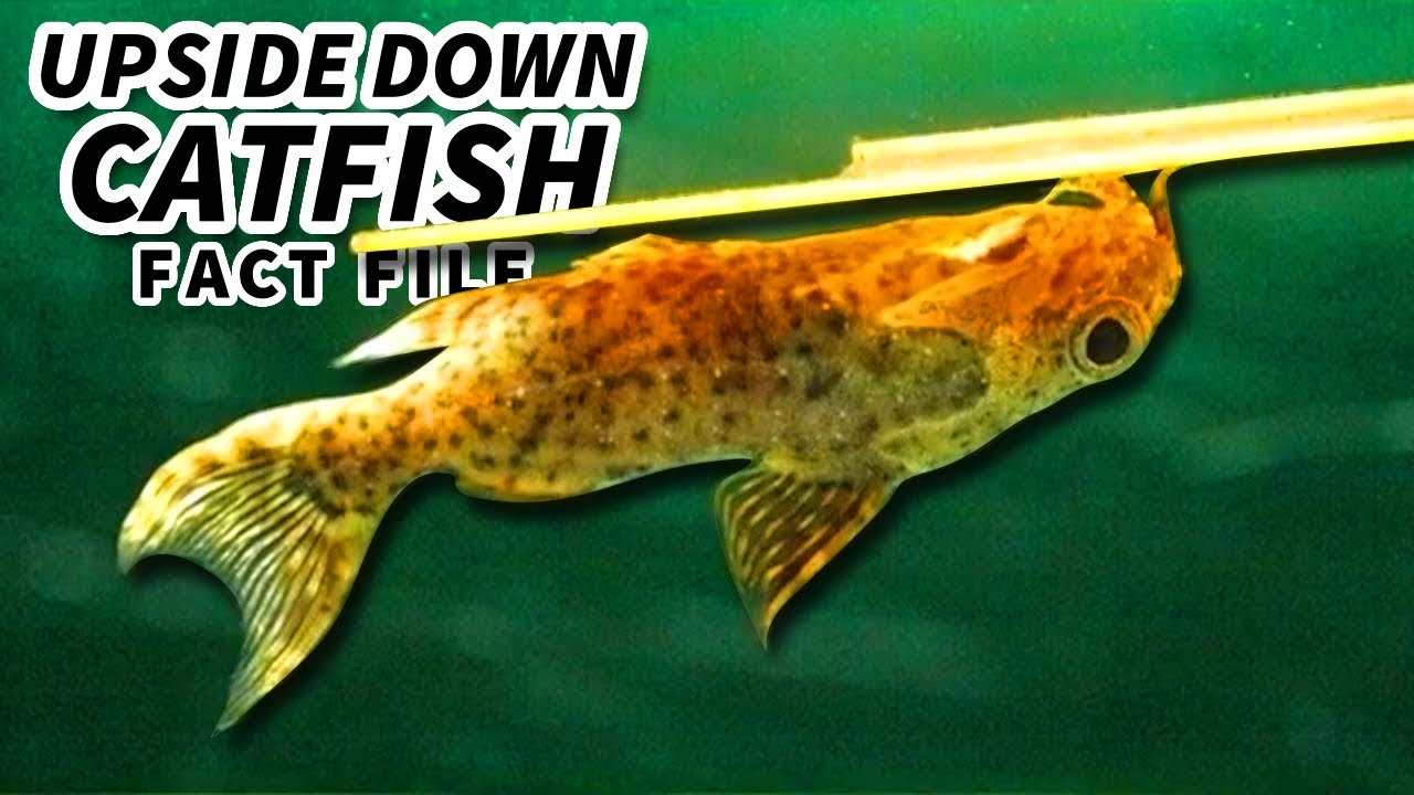 Upside Down Catfish Facts: Swimming UPSIDE DOWN | Animal Fact Files