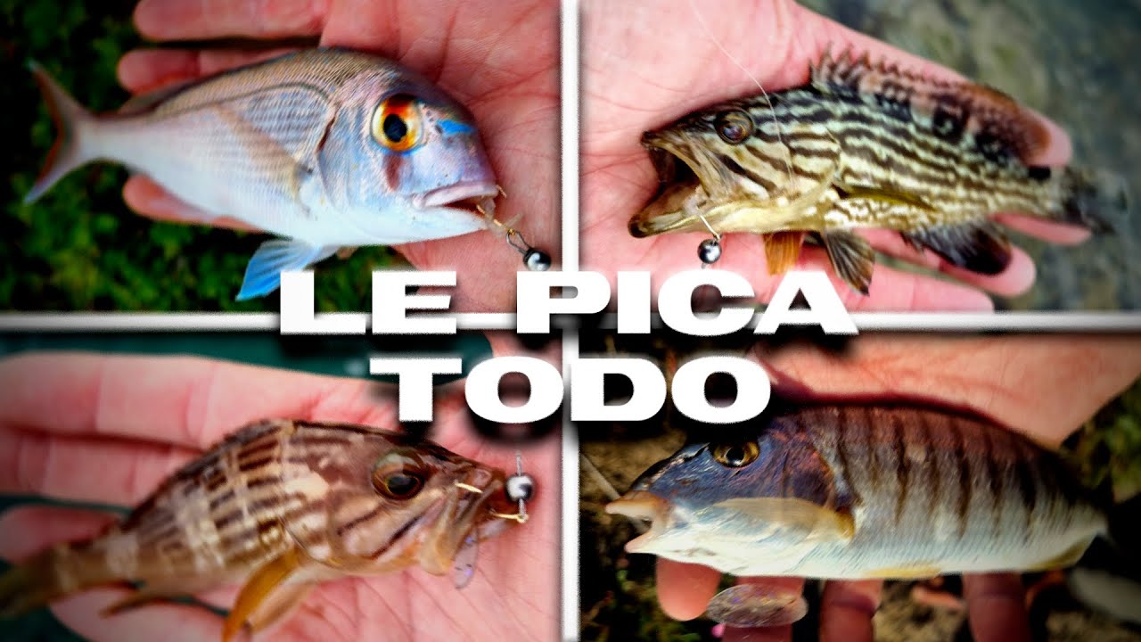 Más CAPTURAS - Mi Mejor MONTAJE para Rockfishing | Lured Vlog 362