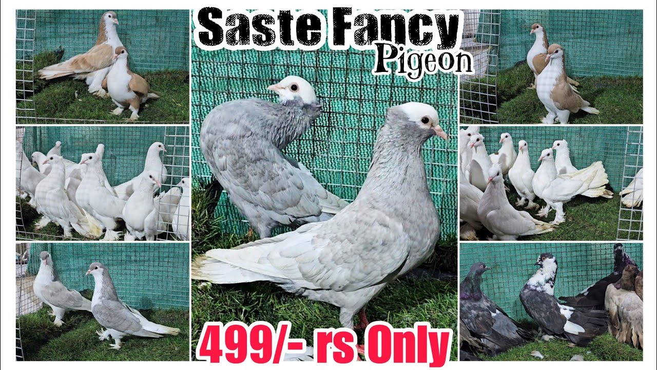 Saste Kabootar Fancy pigeon At STAR GOATS FARM 7506652002 Amaan Shaikh.  Mumbra Mumbai