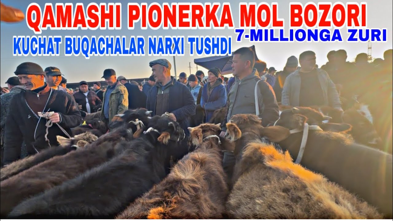 2-MART QAMASHI PIONERKA MOL BOZORIDAN BOQMA KUCHAT BUQALAR NARXLARI 2026