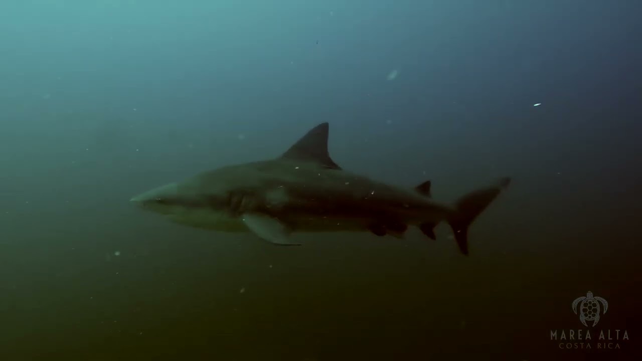 Diving With Bull Sharks at Bat Islands Costa Rica