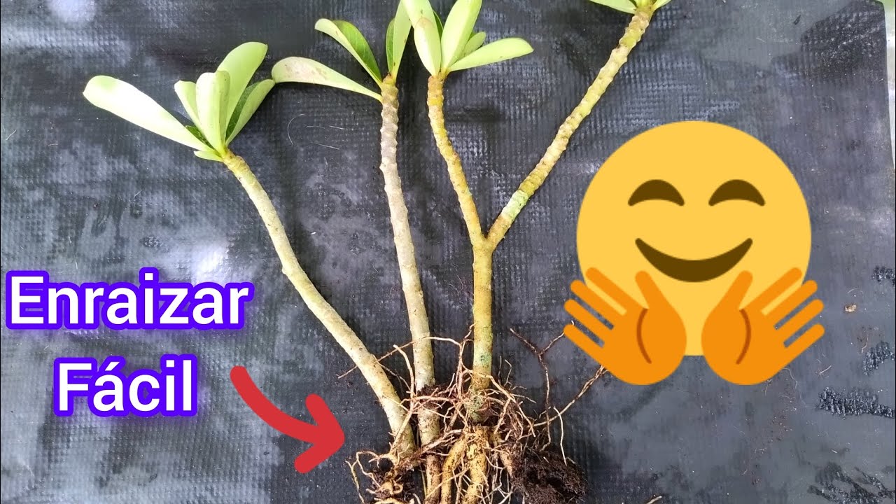 ¿COMO enraizar ESQUEJES de rosa del desierto FÁCIL y rápido?
