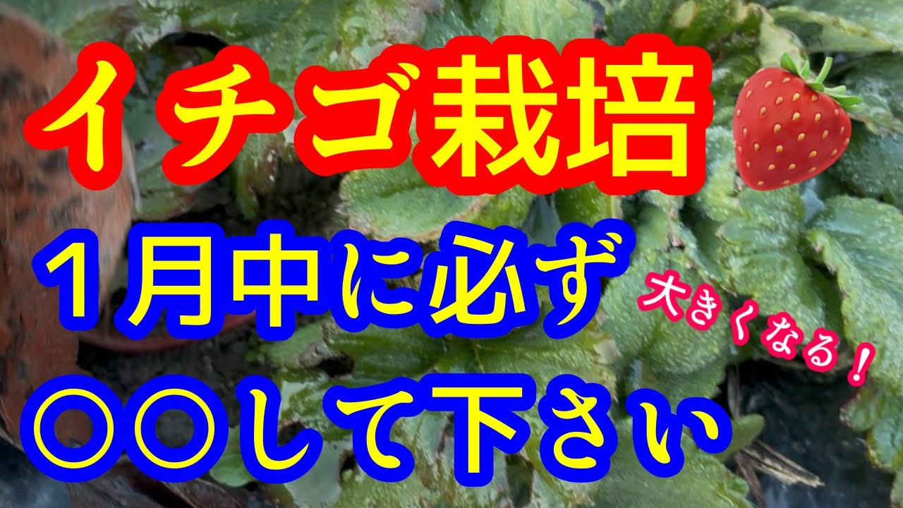 【イチゴ】露地栽培なら必見！１月のイチゴは○○をすることで春に甘い大きな実をたくさん作ってくれますよ！