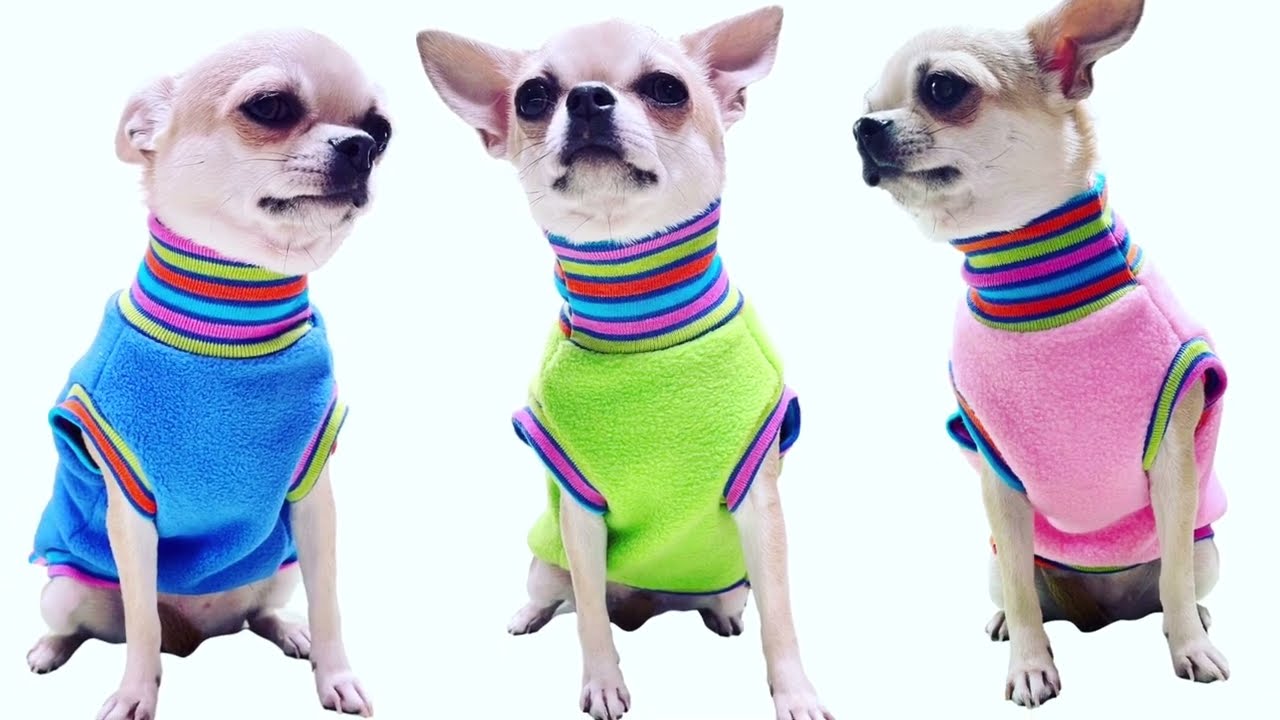 Sassy Dog Fashions Custom Pet Clothing and Accessories in  Pennsylvania