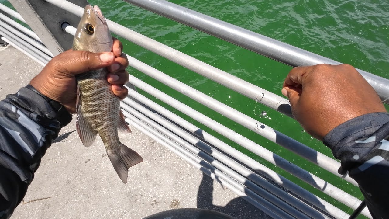 Fishing Fort Desoto pier for Mangrove Snapper