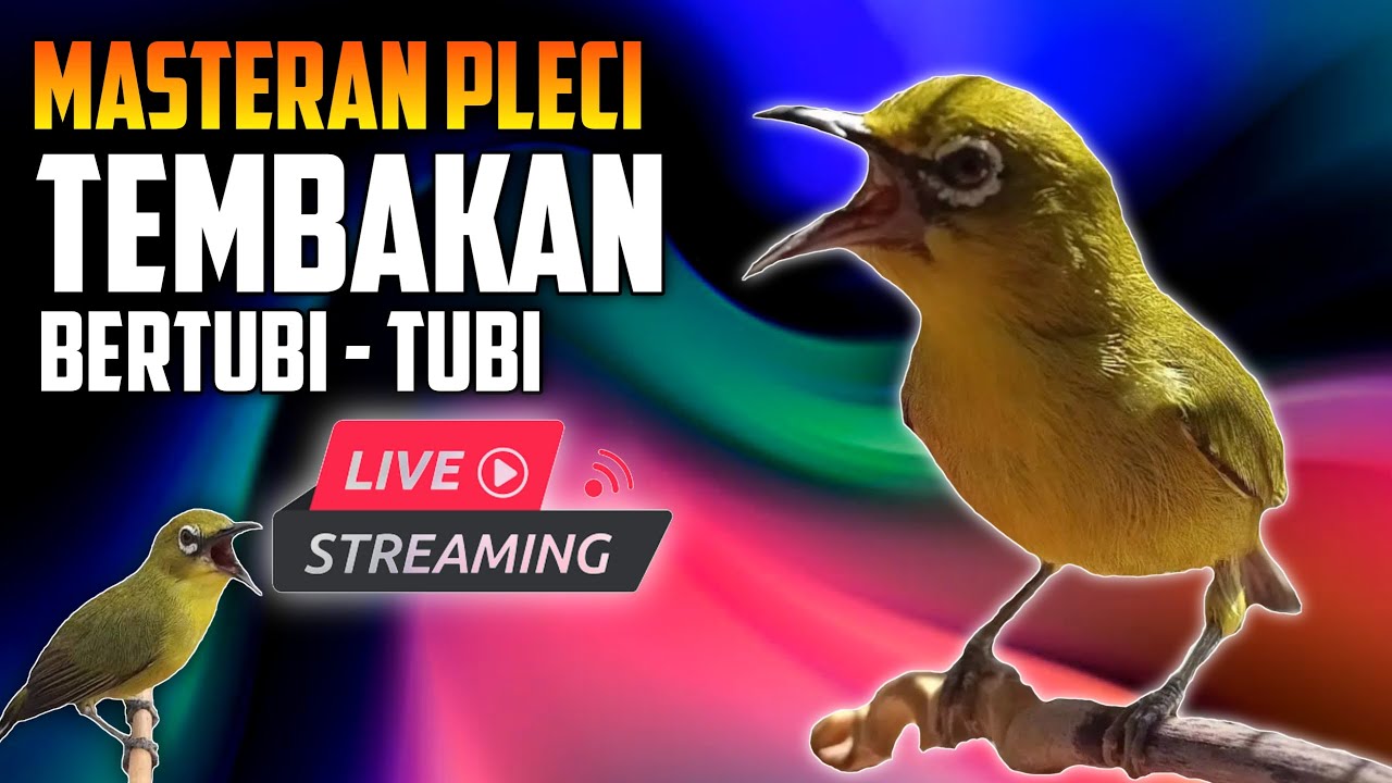🔴  LIVE masteran pleci tembakan bertubi-tubi
