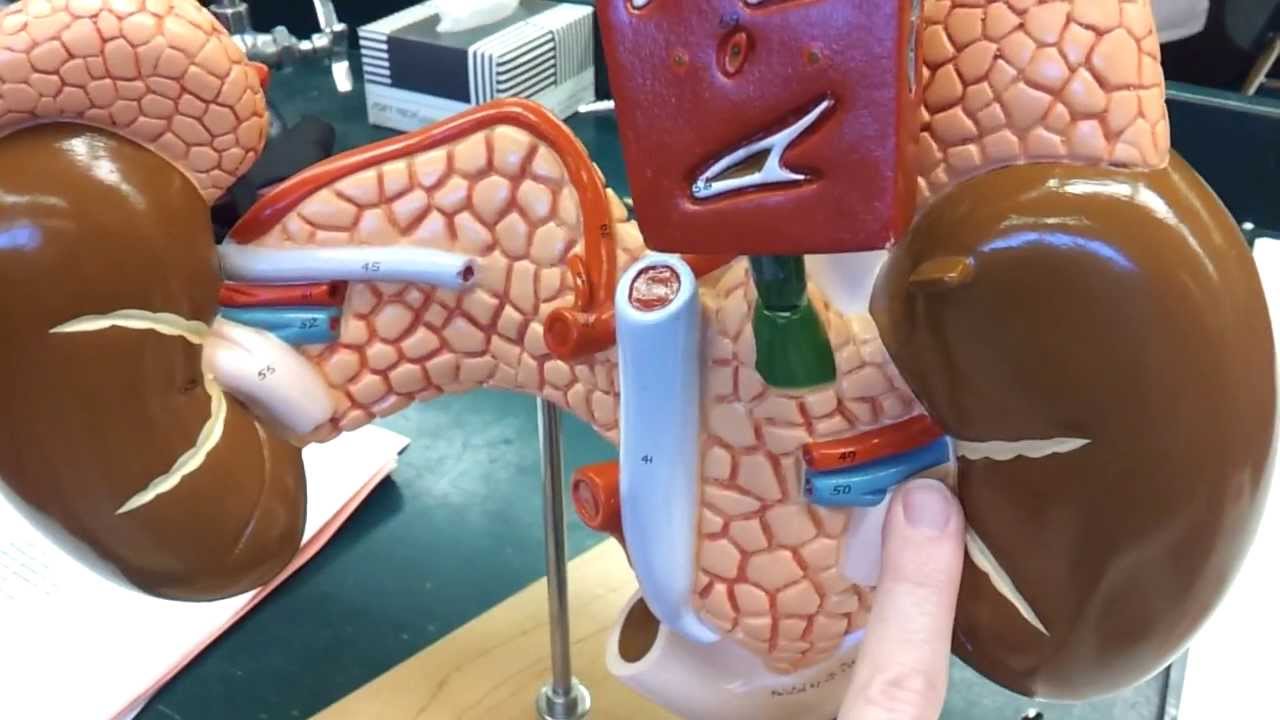 Anatomy: arteries and veins of pancreas & spleen model
