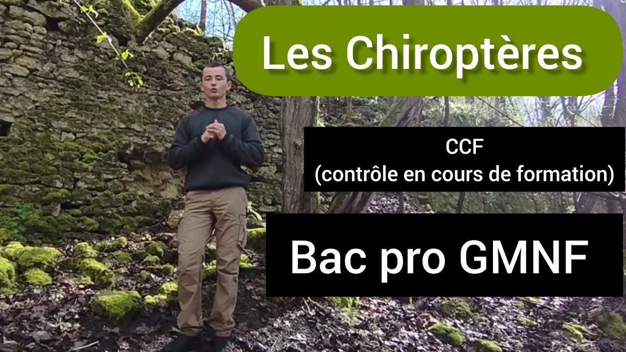 Les chiropt&egrave;res- explications d'un &eacute;l&egrave;ve de bac pro GMNF