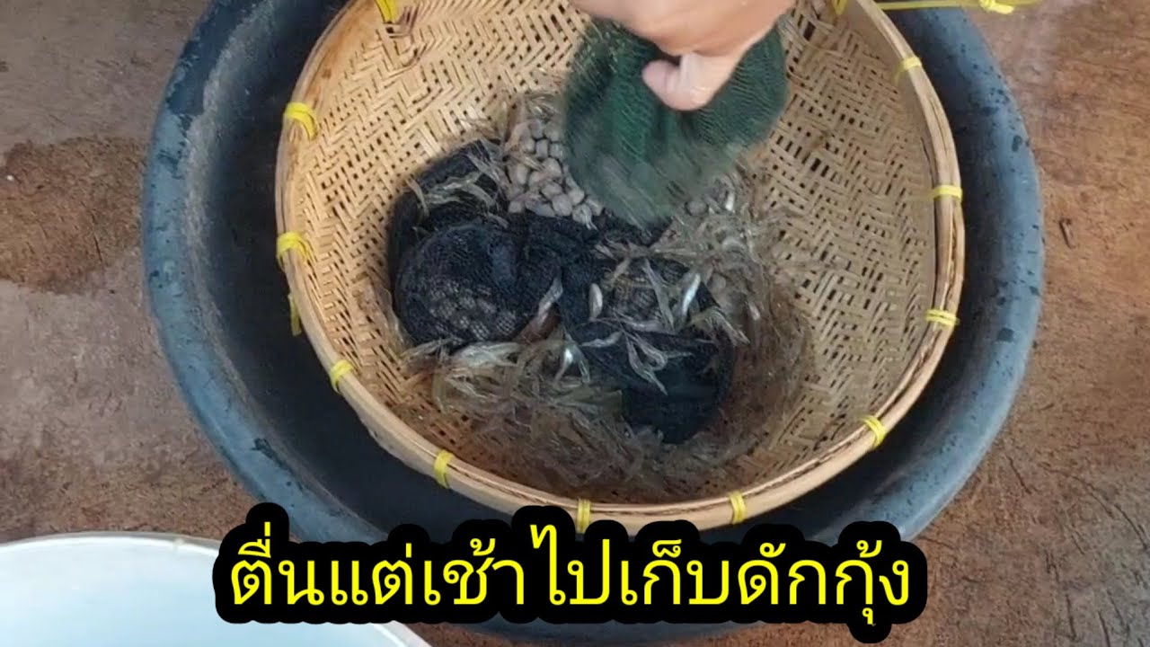 ตื่นแต่เช้าไปเก็บกับดักกุ้ง เตรียมไปจัดจำหน่าย#จิตอาสา 