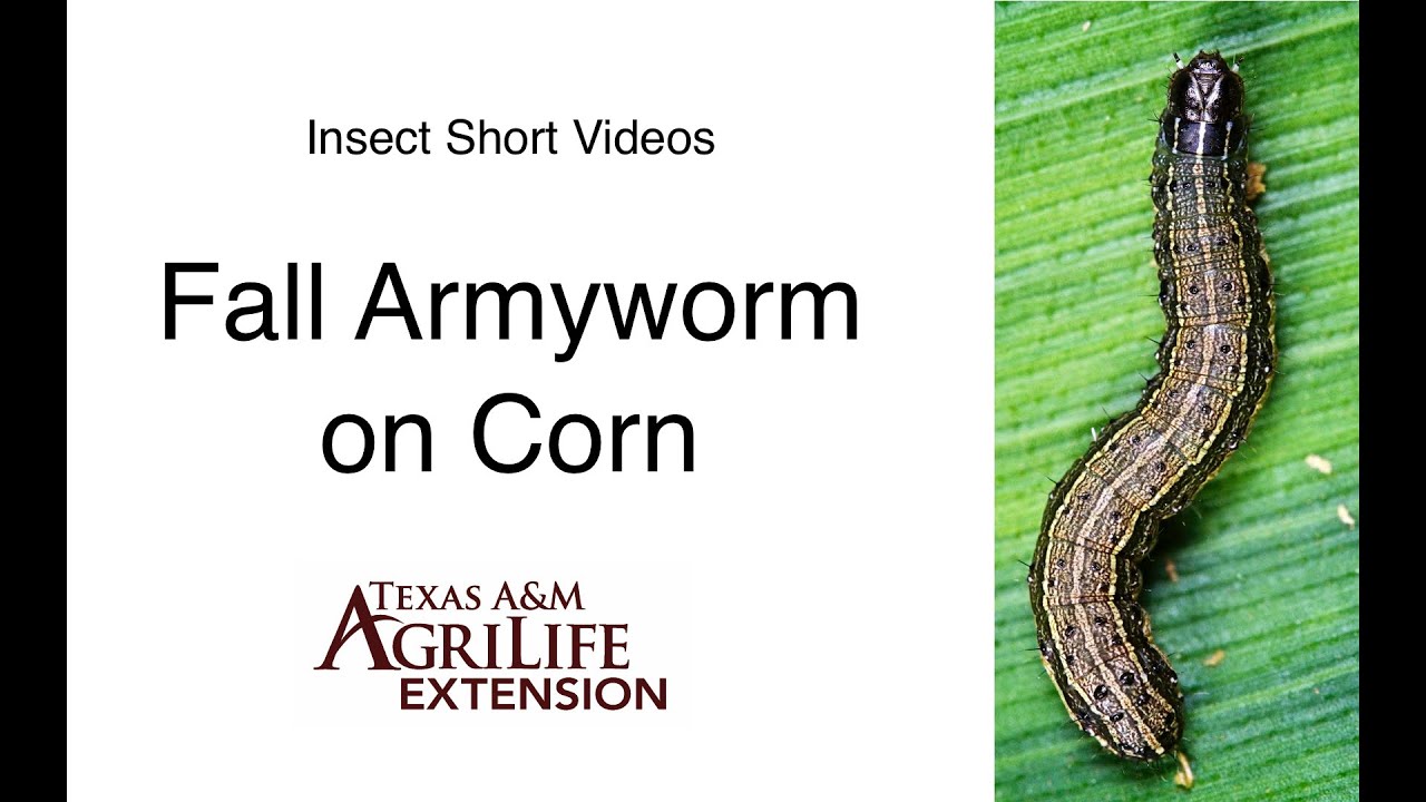 Fall armyworm on Texas Corn (2:03)