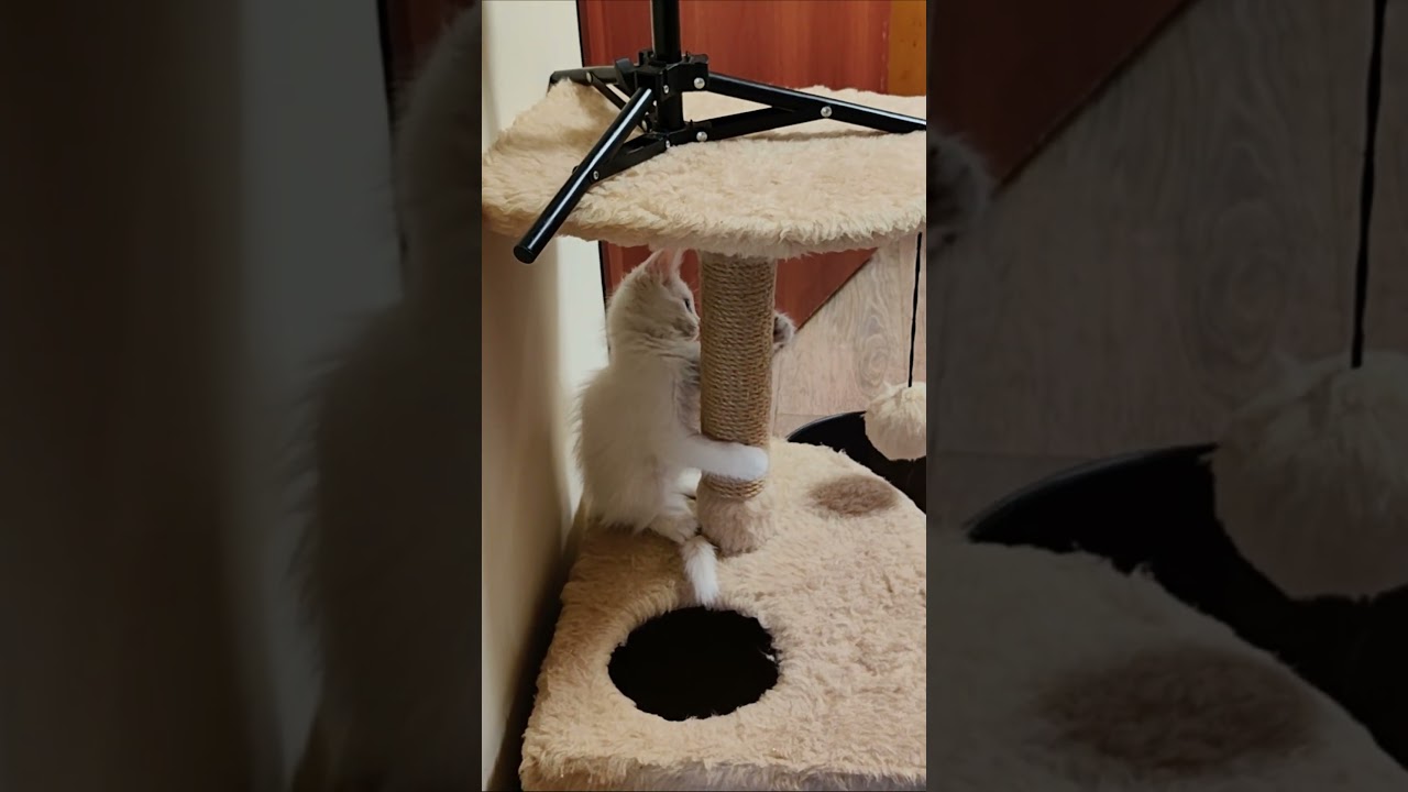 Забавный белый котенок Микки 2. 