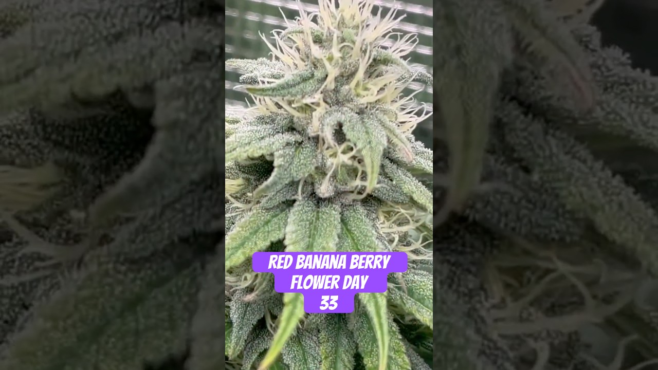 Red Banana Berry Strain Flower Day 33 #420 #seedtoharvest #crazybud