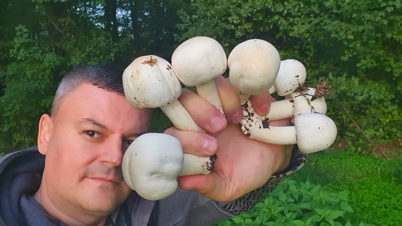 Šampinjon Koji Požuti a NIJE OTROVAN - Anisova Pečurka - Agaricus silvicola