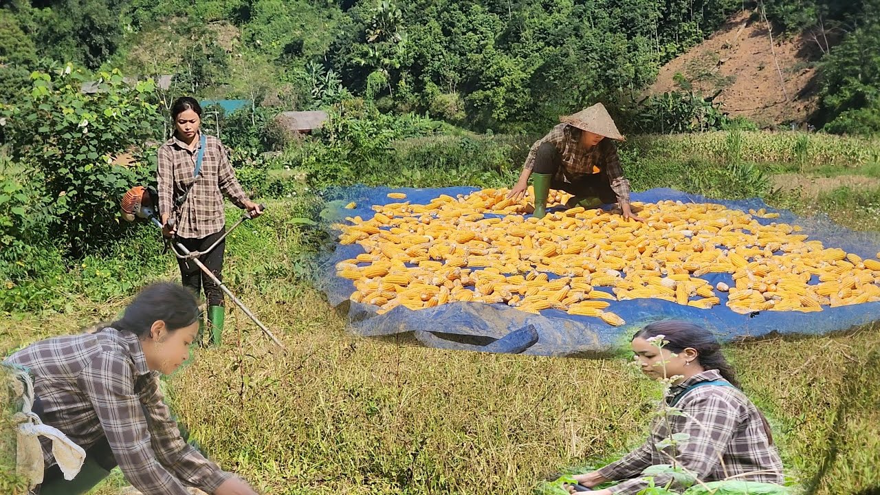 cool around sister's house and move the corn to a sunny place
