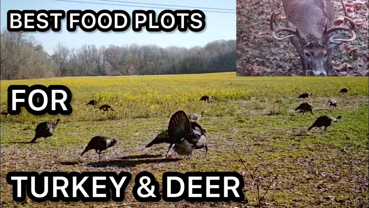THE BEST FOOD PLOTS FOR TURKEY & DEER