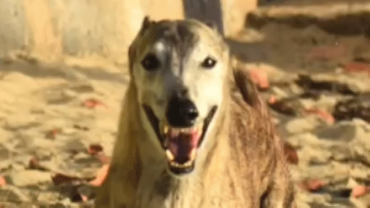 Racing greyhound goes to the beach and his reaction is priceless