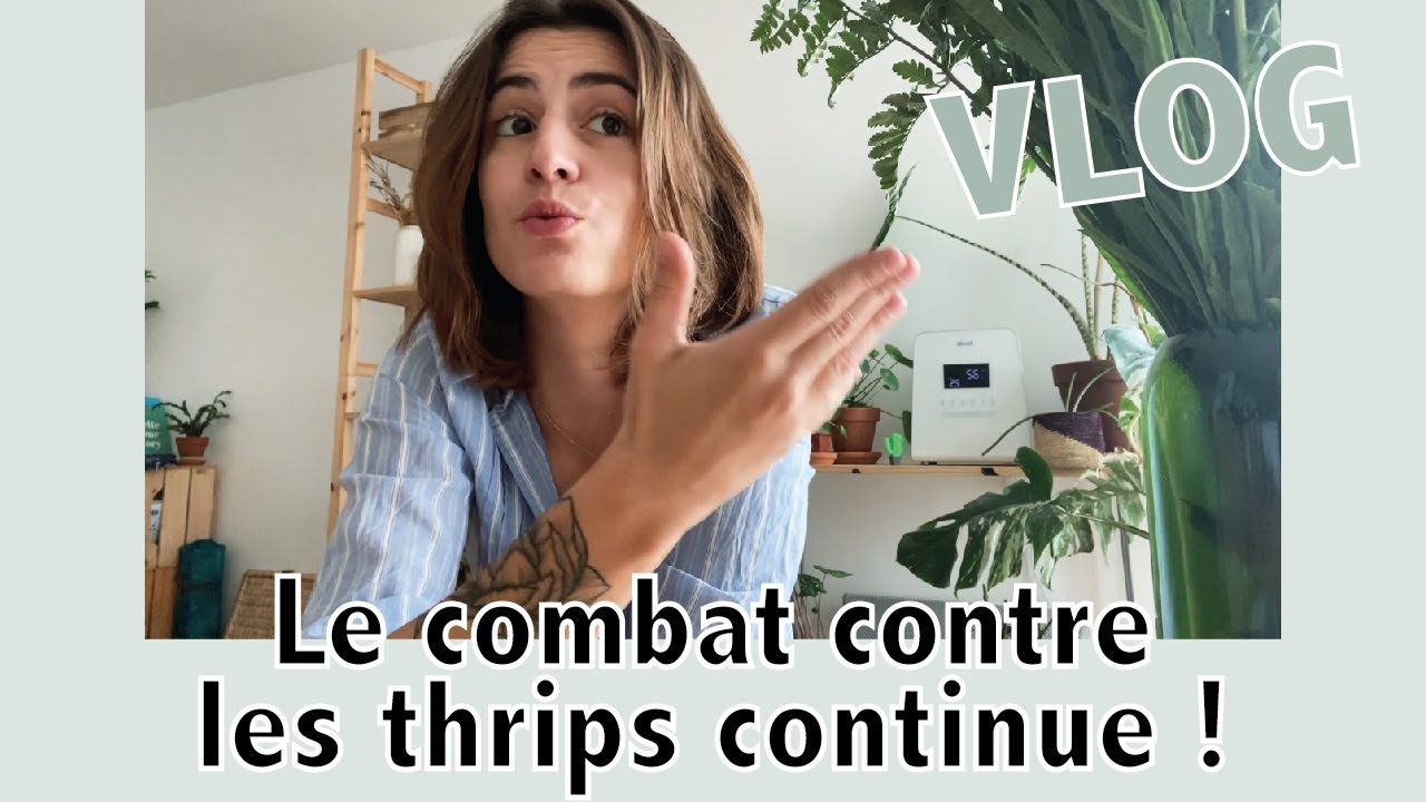 Ma bataille contre les thrips #2 : traitement avec des acariens prédateurs | Vlog | Vertbobo