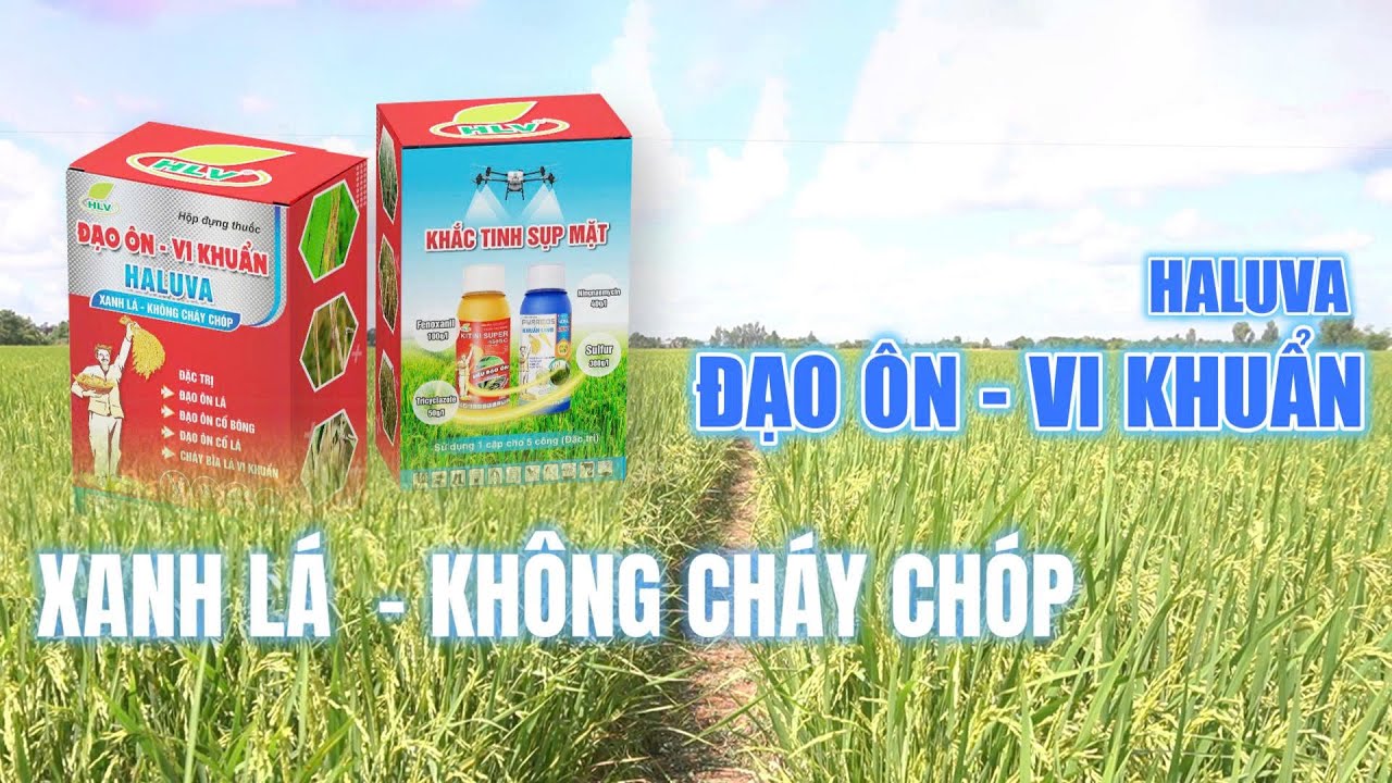 Giới thiệu sản phẩm Cặp Haluva Đạo Ôn Vi Khuẩn | Hai Lúa Vàng